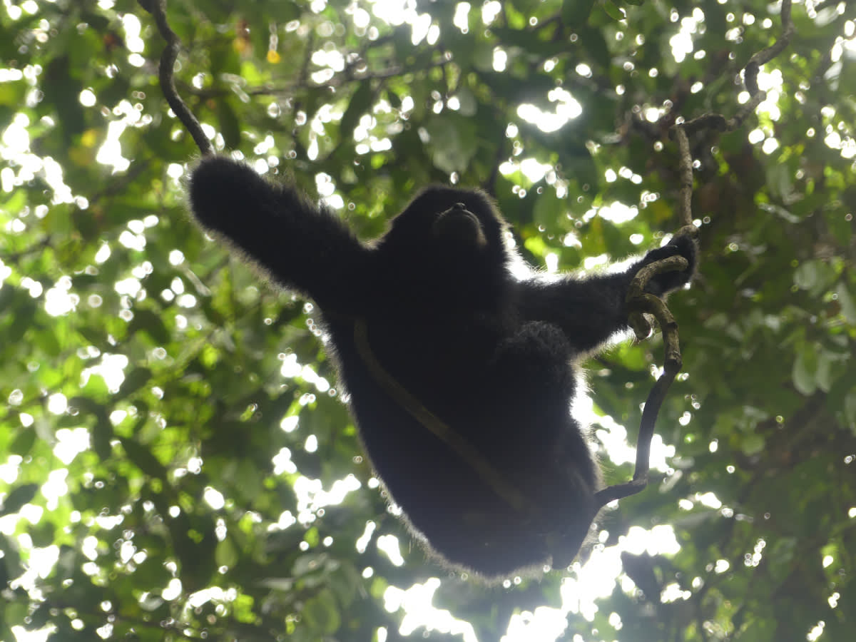 Siamang