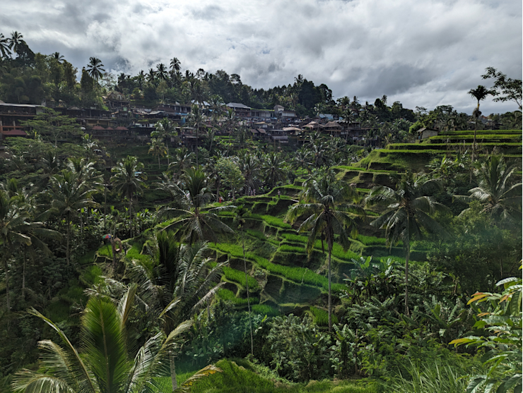 Rýžové terasy Rýžové terasy