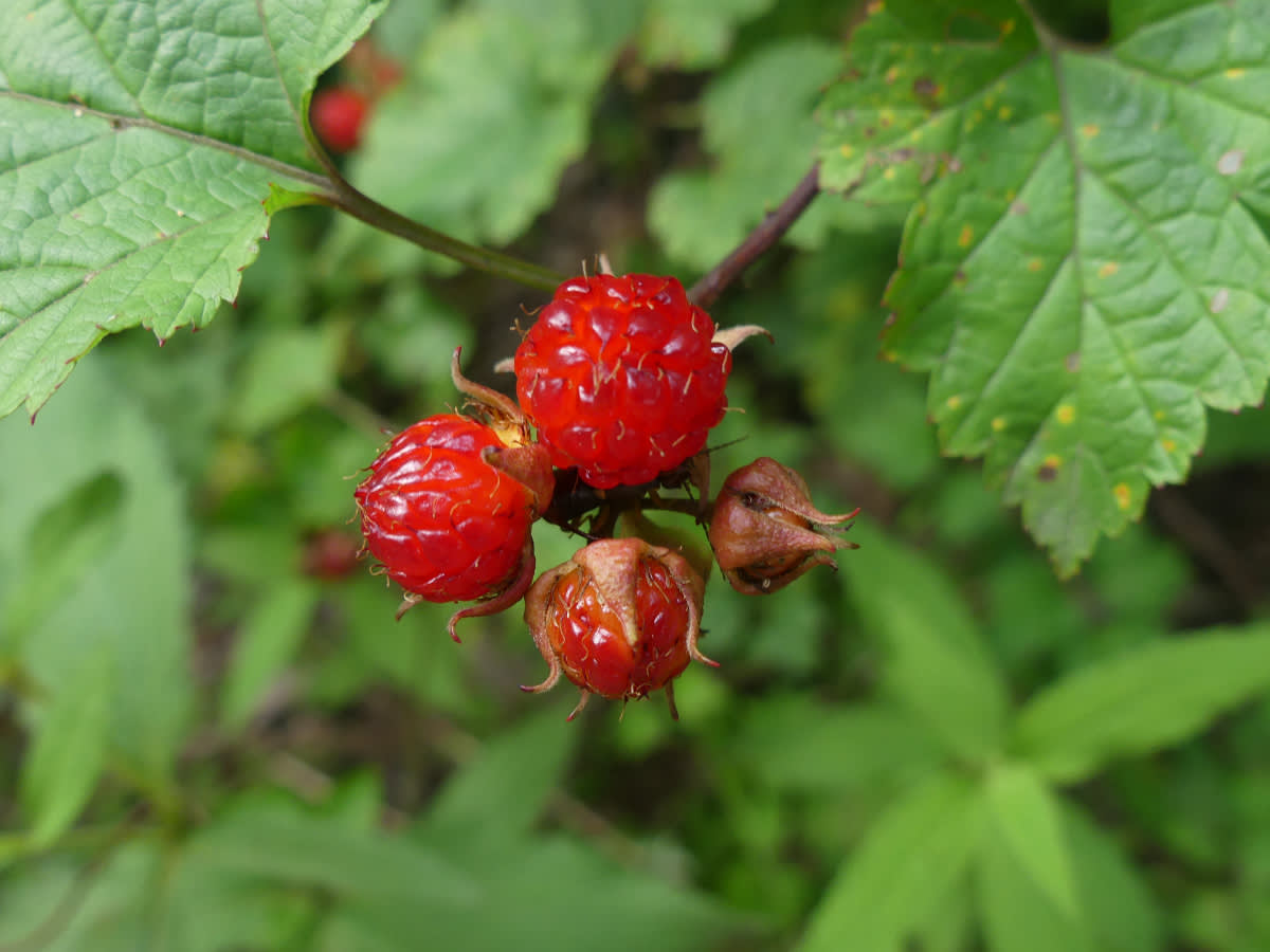 Ostružina Rubus nejspíše crataegifolius