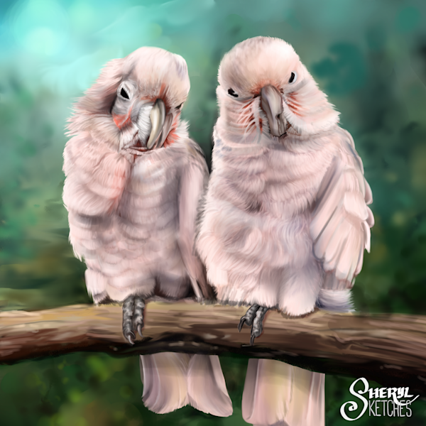 Cockatoos.png