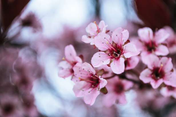 Light pink flowers
Photo by Brett Sayles from Pexels