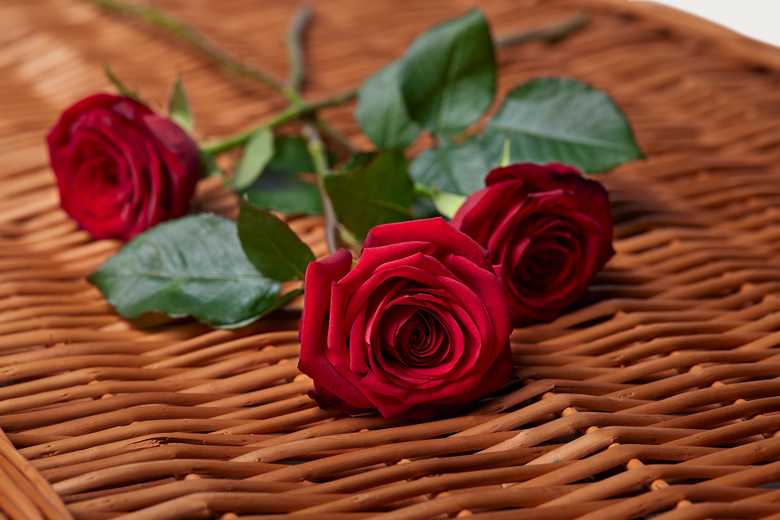 SingleStemRose Red Detail