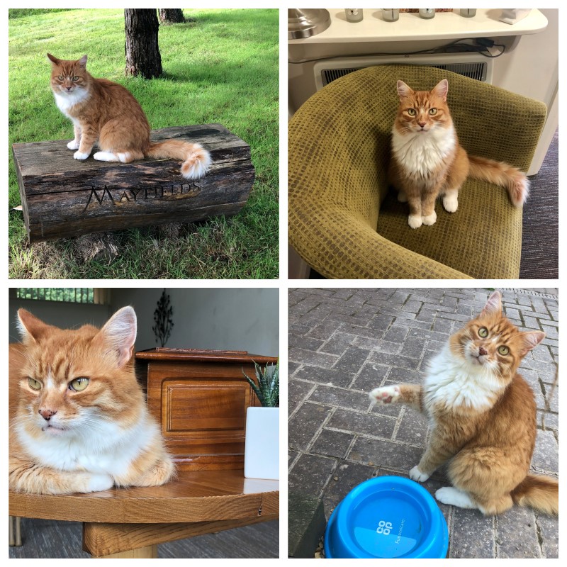 paddy-collage