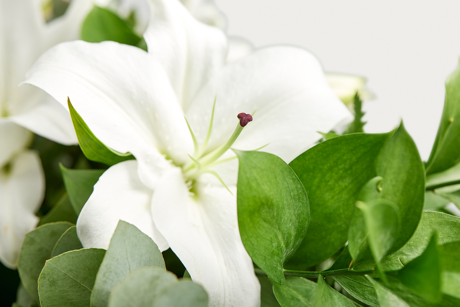 Close up shot of white lily flowers 