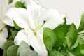 Close up shot of white lily flowers 