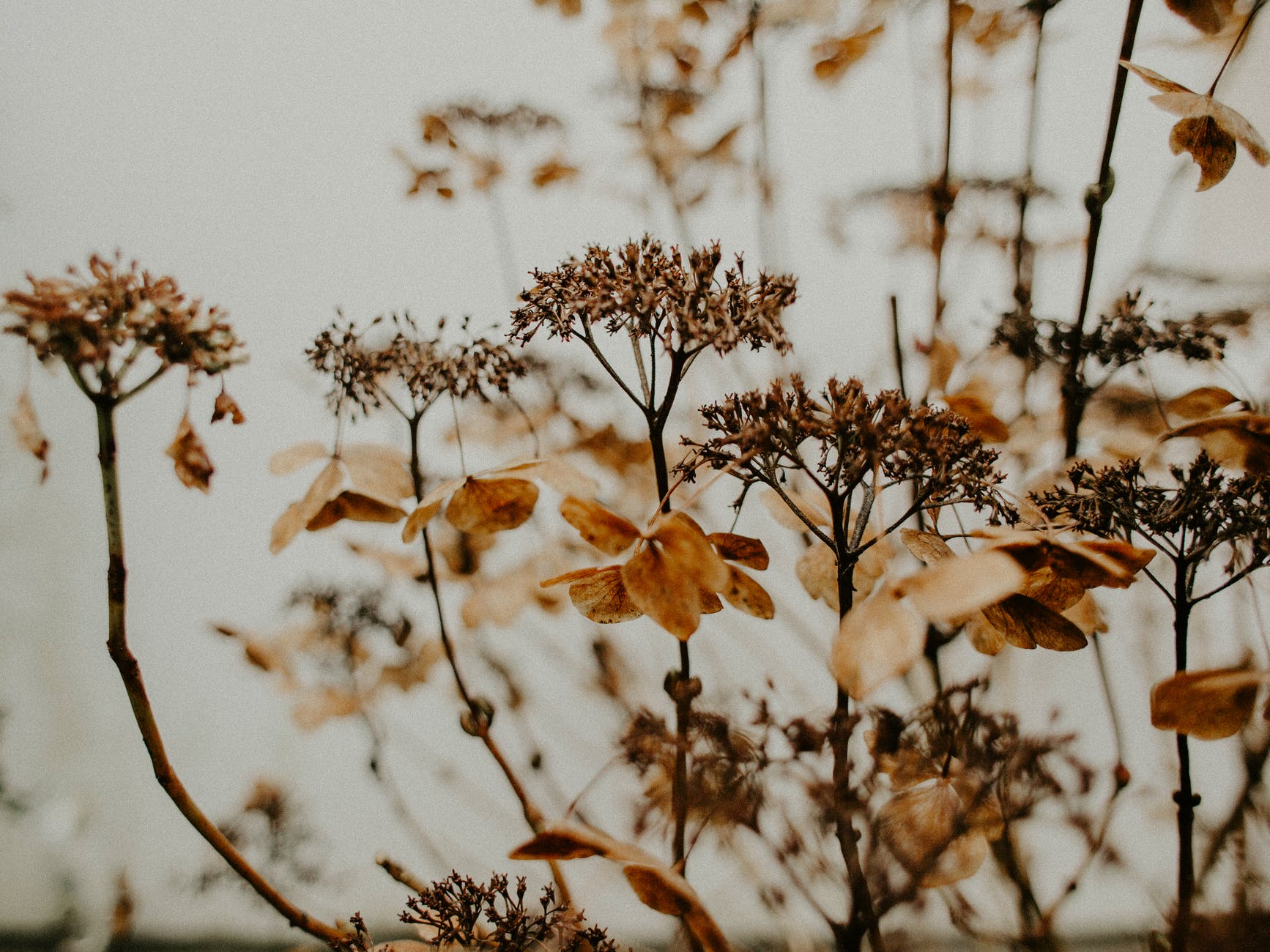 Brown flowers
Photo by Flora Westbrook from Pexels