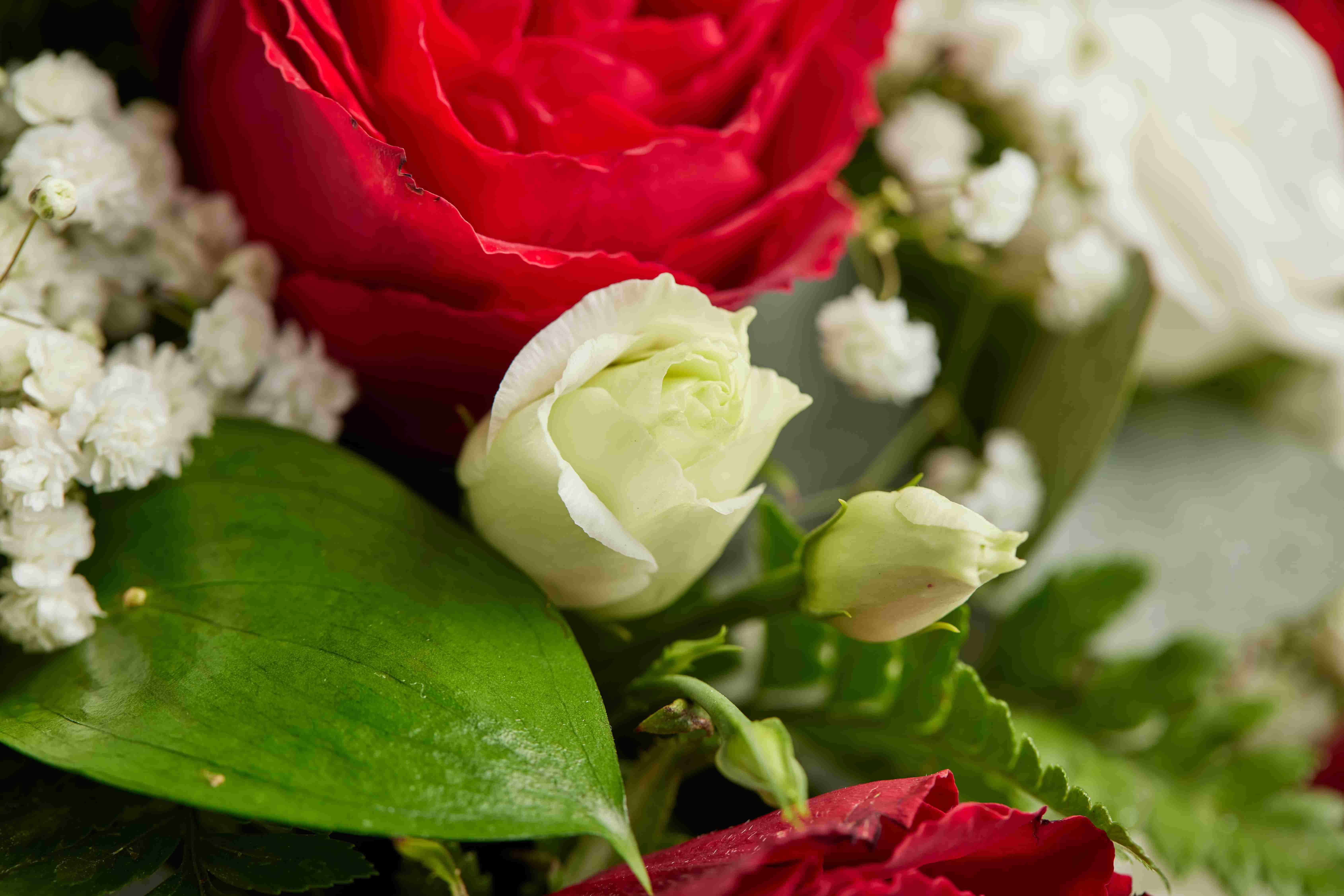 COP93966 ClassicPosy Red Detail 22850 RGB 7 11zon