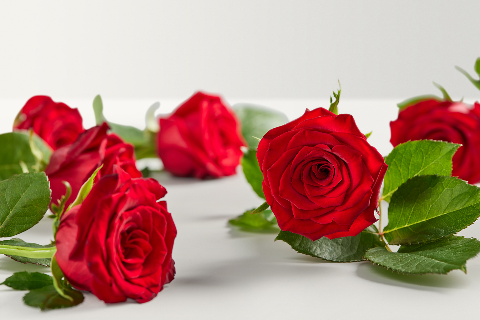 SingleStemRose Red Hero