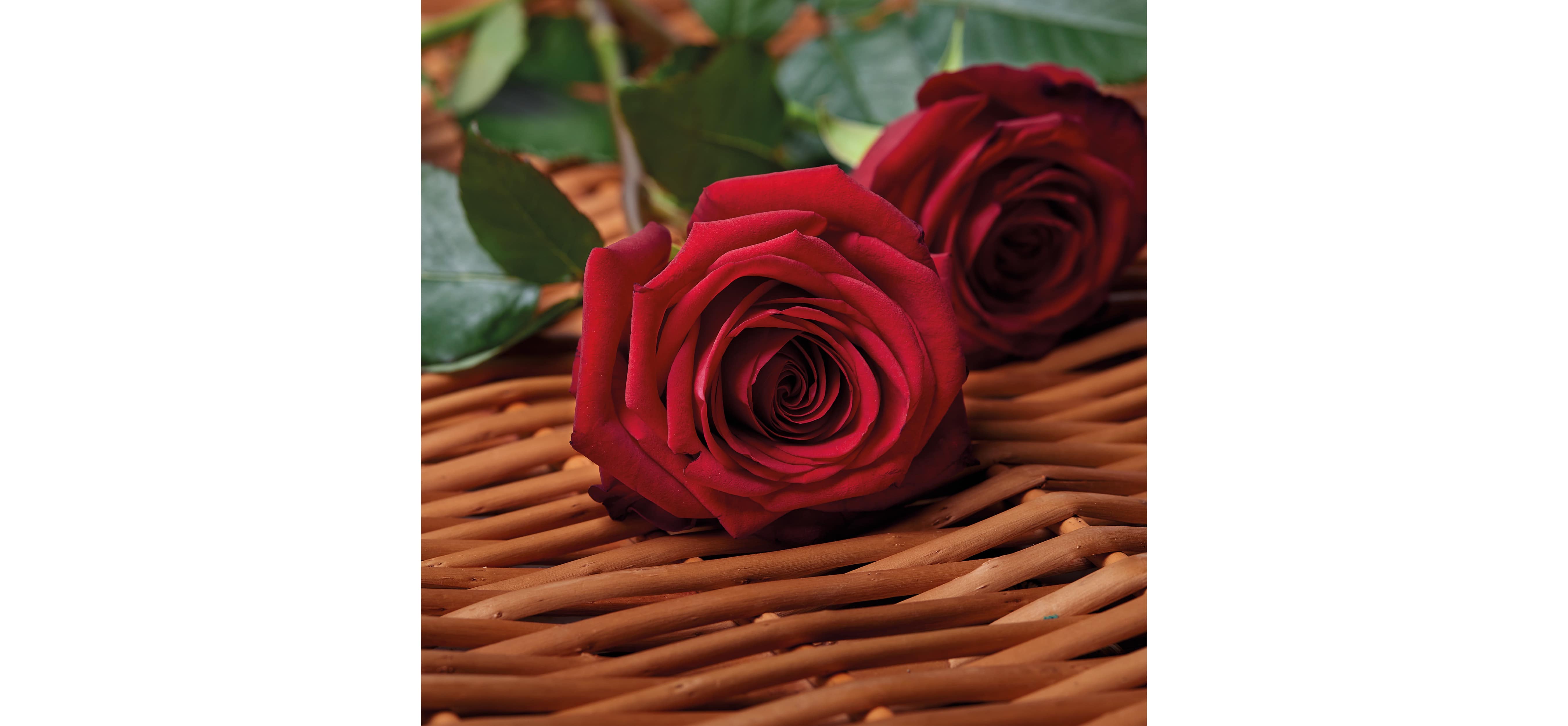 SingleStemRose Red Detail 02-min