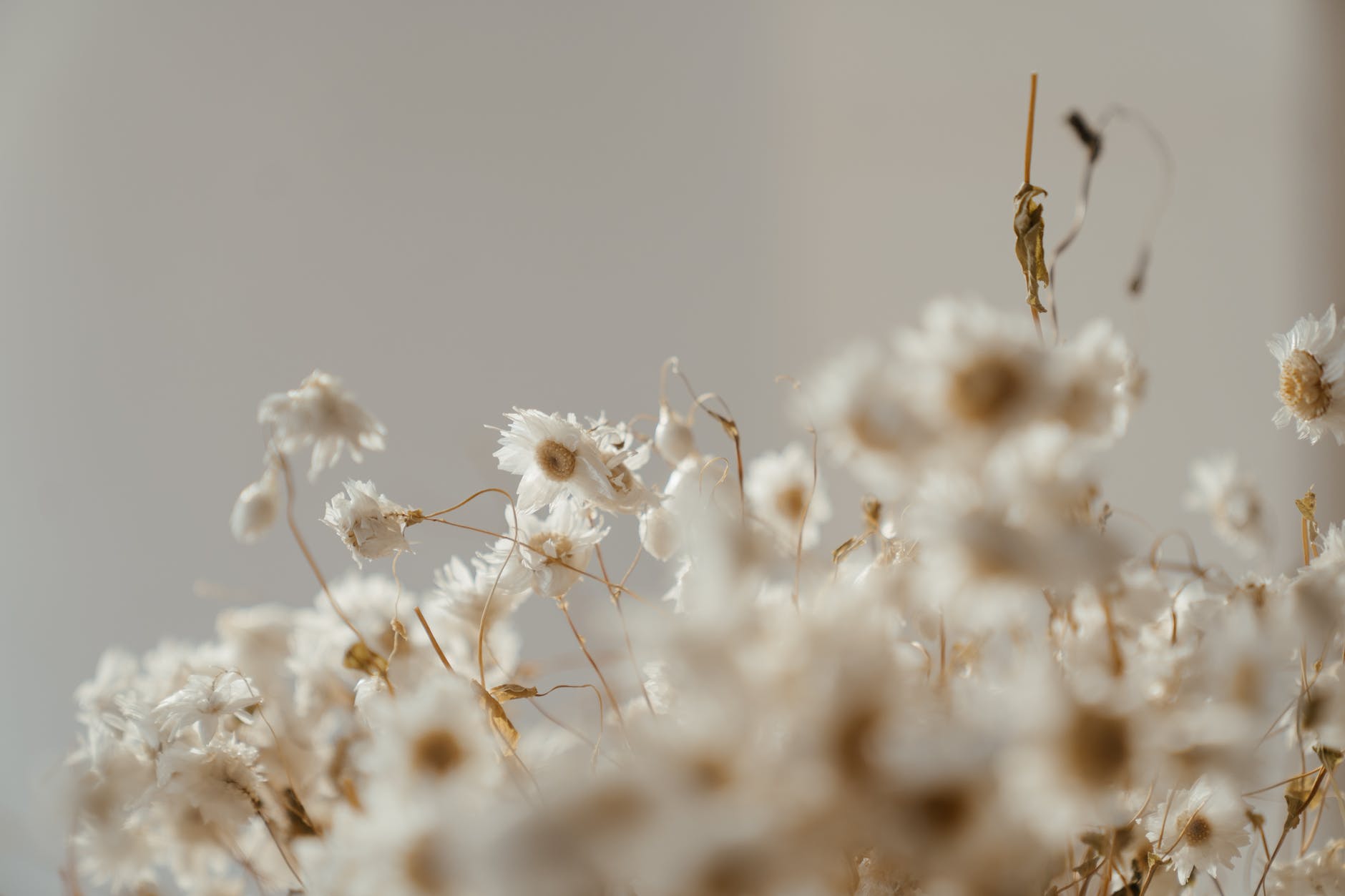 White flowers
Photo by cottonbro from Pexels