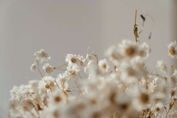 White flowers
Photo by cottonbro from Pexels