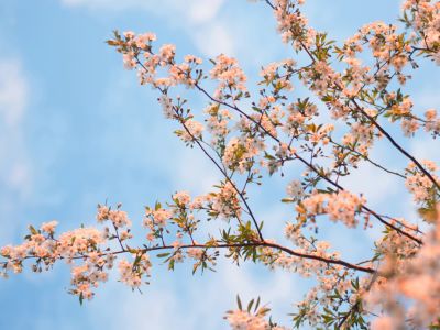 Trees with blossom against a blue sky