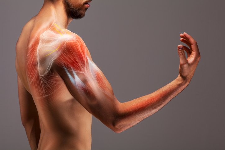人类和肌肉的3D插图