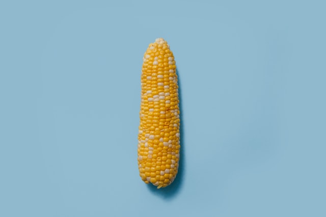 Corn on the cob isolated on blue