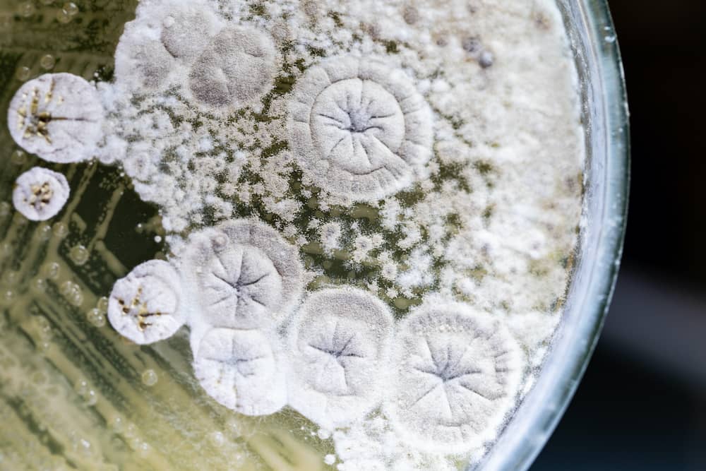 培养皿中的霉菌