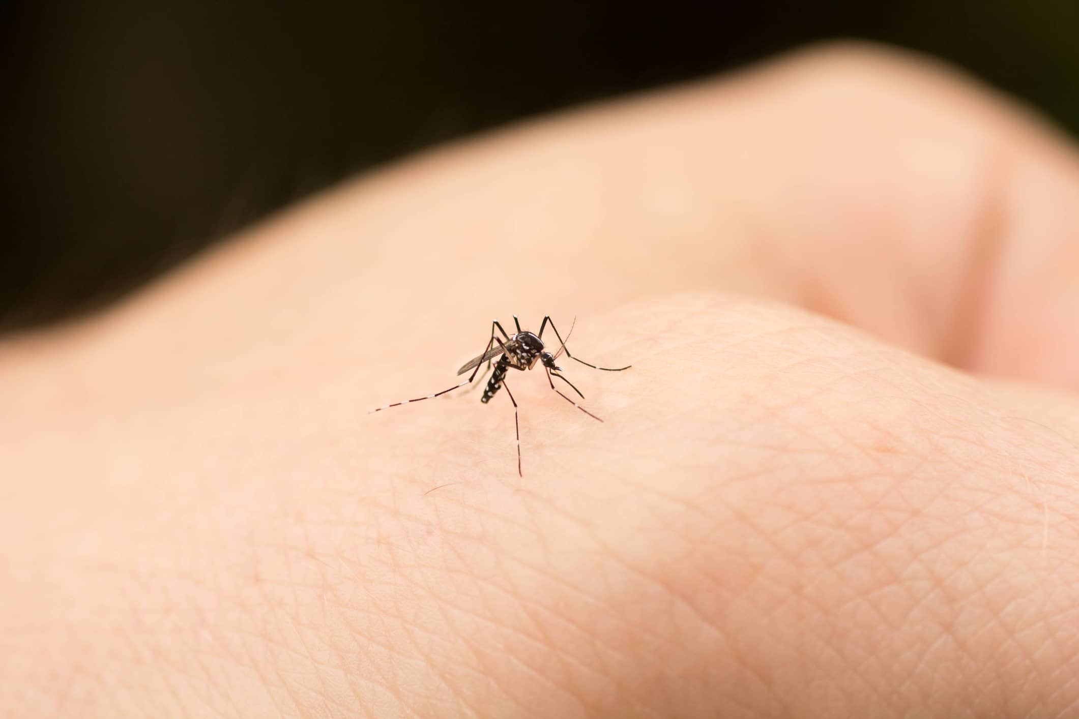 Mosquito bites: What they look like and how to treat them