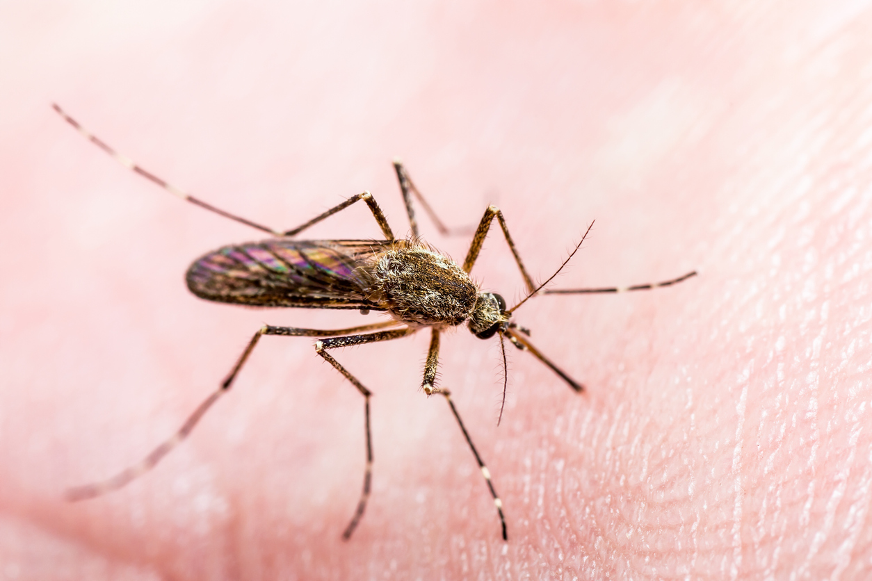 Insect bites: The best ways treat them