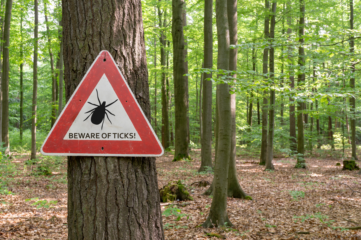 how-to-check-for-lyme-disease