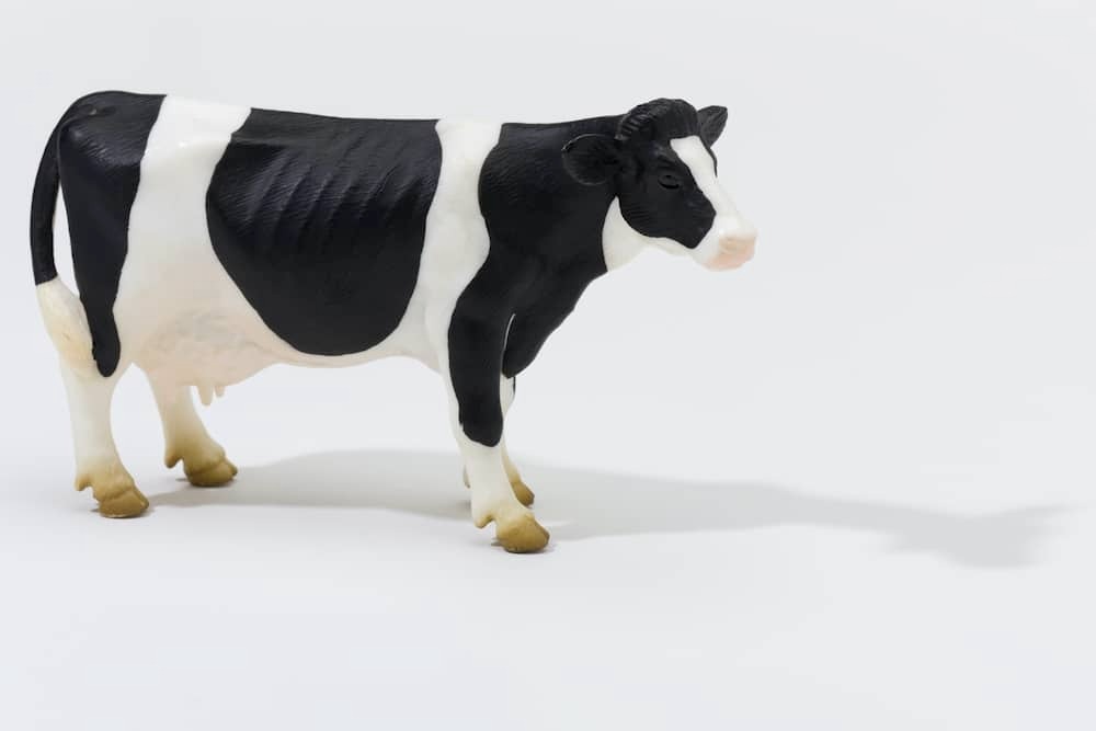 Toy cow representing creutzfeldt jakob disease cjd or mad cow disease
