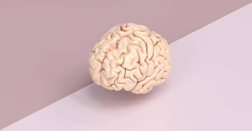 Pink brain model on a pink and purple background 