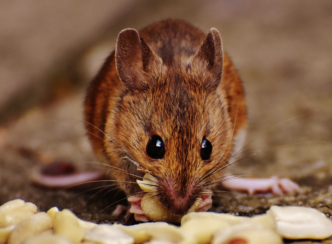 Close up image of a rat munching