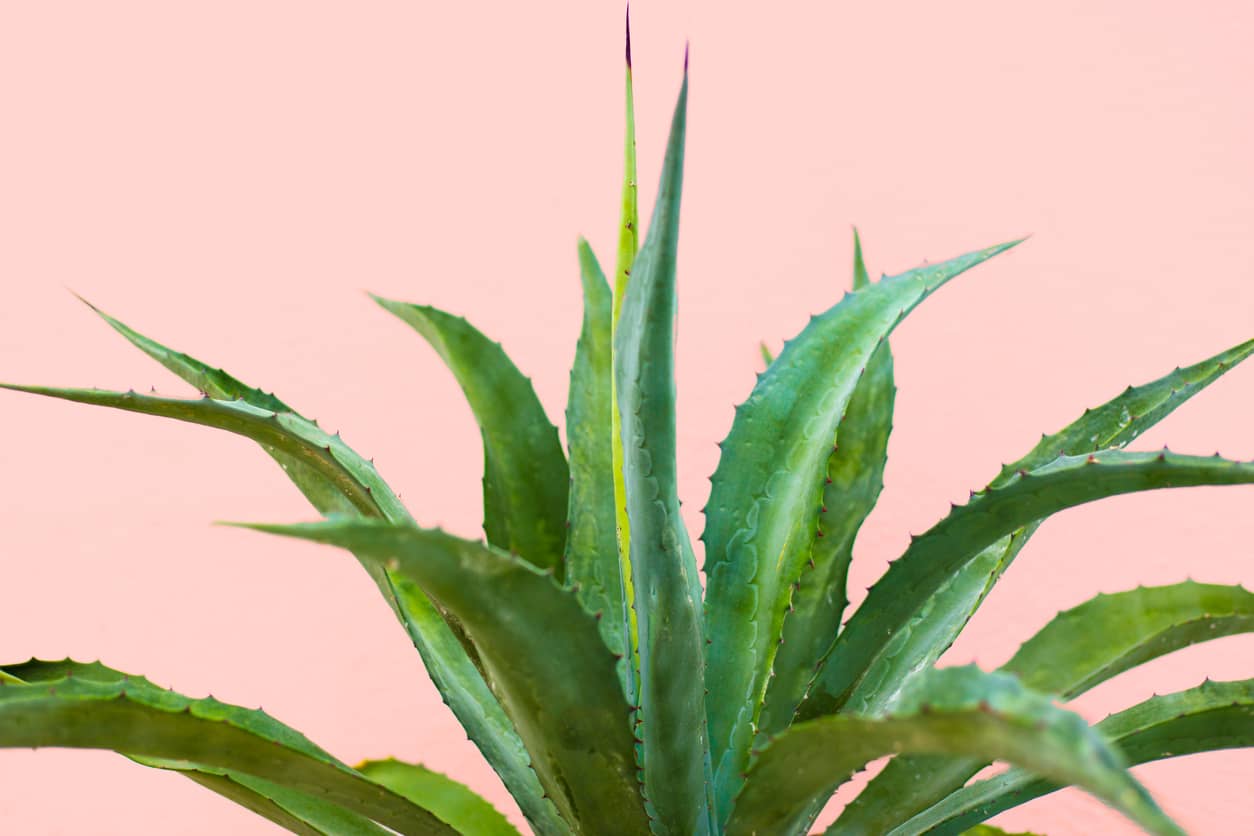 An aloe vera plant against a pastel pink background.