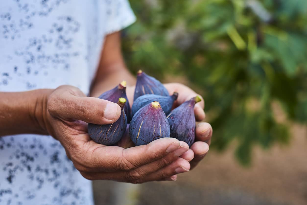 What are the health benefits of figs?