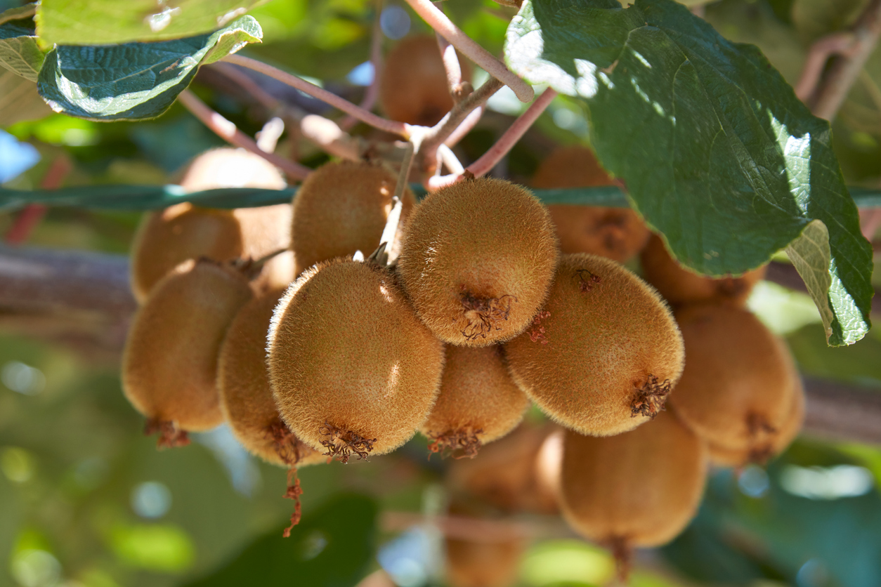 Kiwi fruit growing on tree