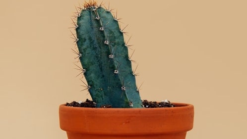 Cactus in terracotta pot on beige background