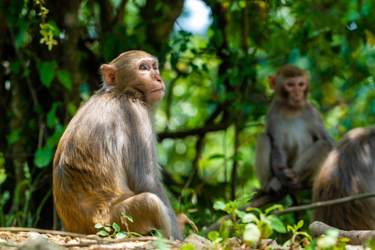 Monkey