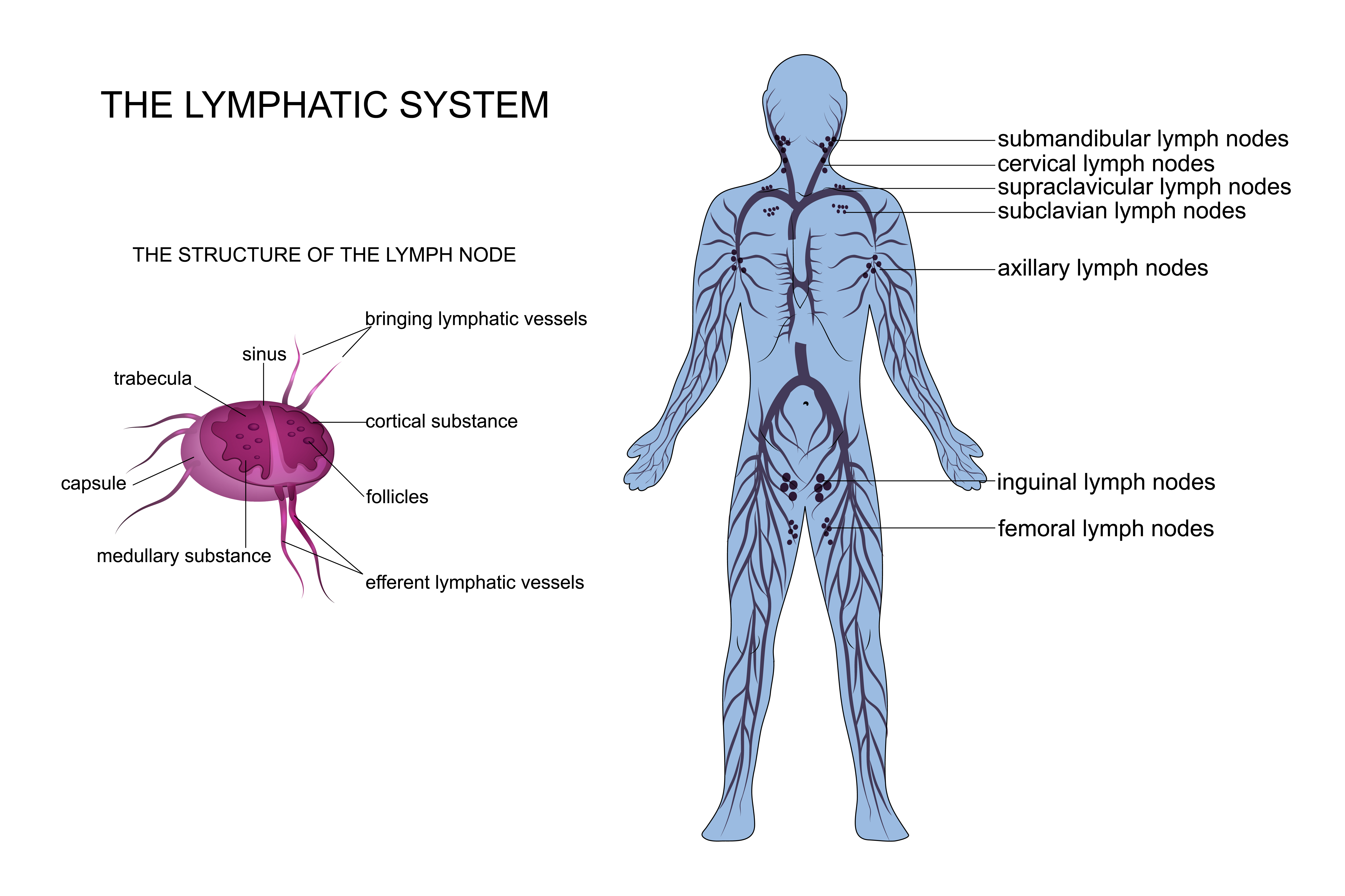 lymphatic-system-diagram