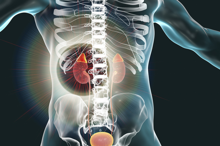 Kidney and adrenal glands highlighted inside human body, 3D illustration