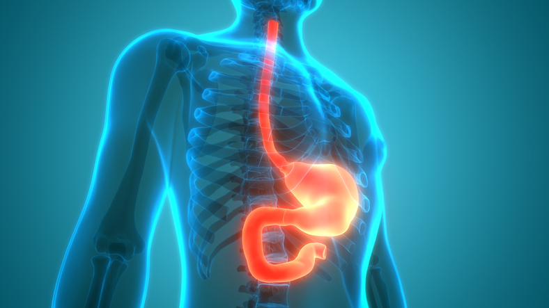 3D Illustration of Human Digestive System