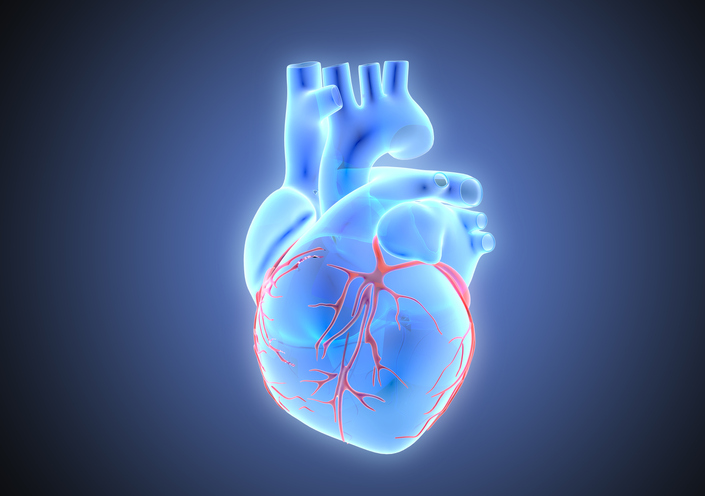 3D illustration blue x-ray human organ heart with red vein