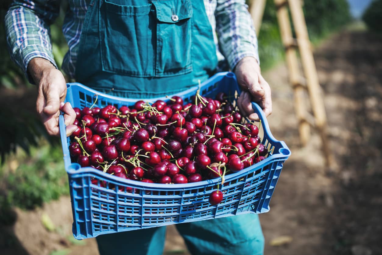 Person holding crate of cherries from cherry plant