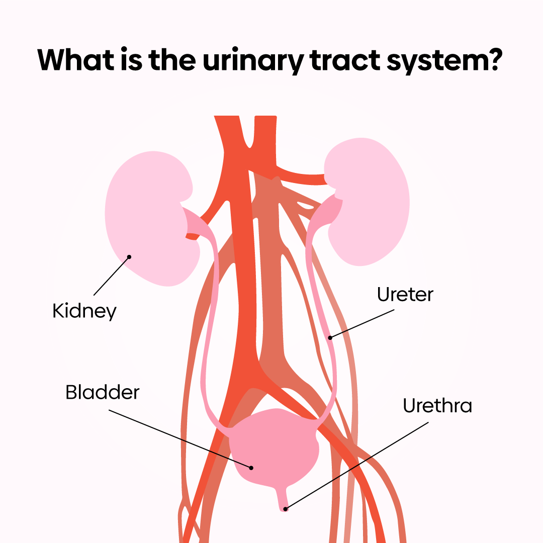 The urinary tract system