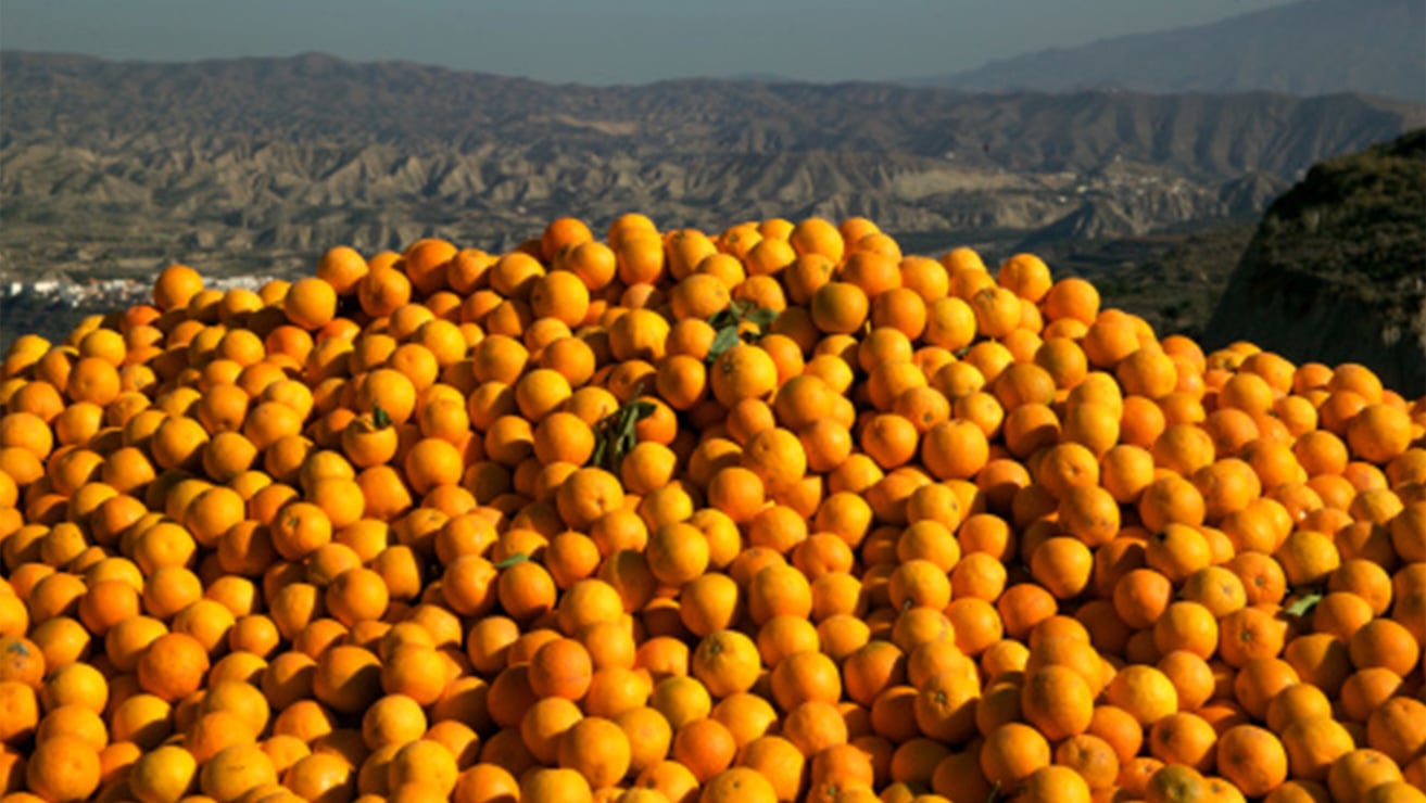 2_3_2_oranges_03.jpg