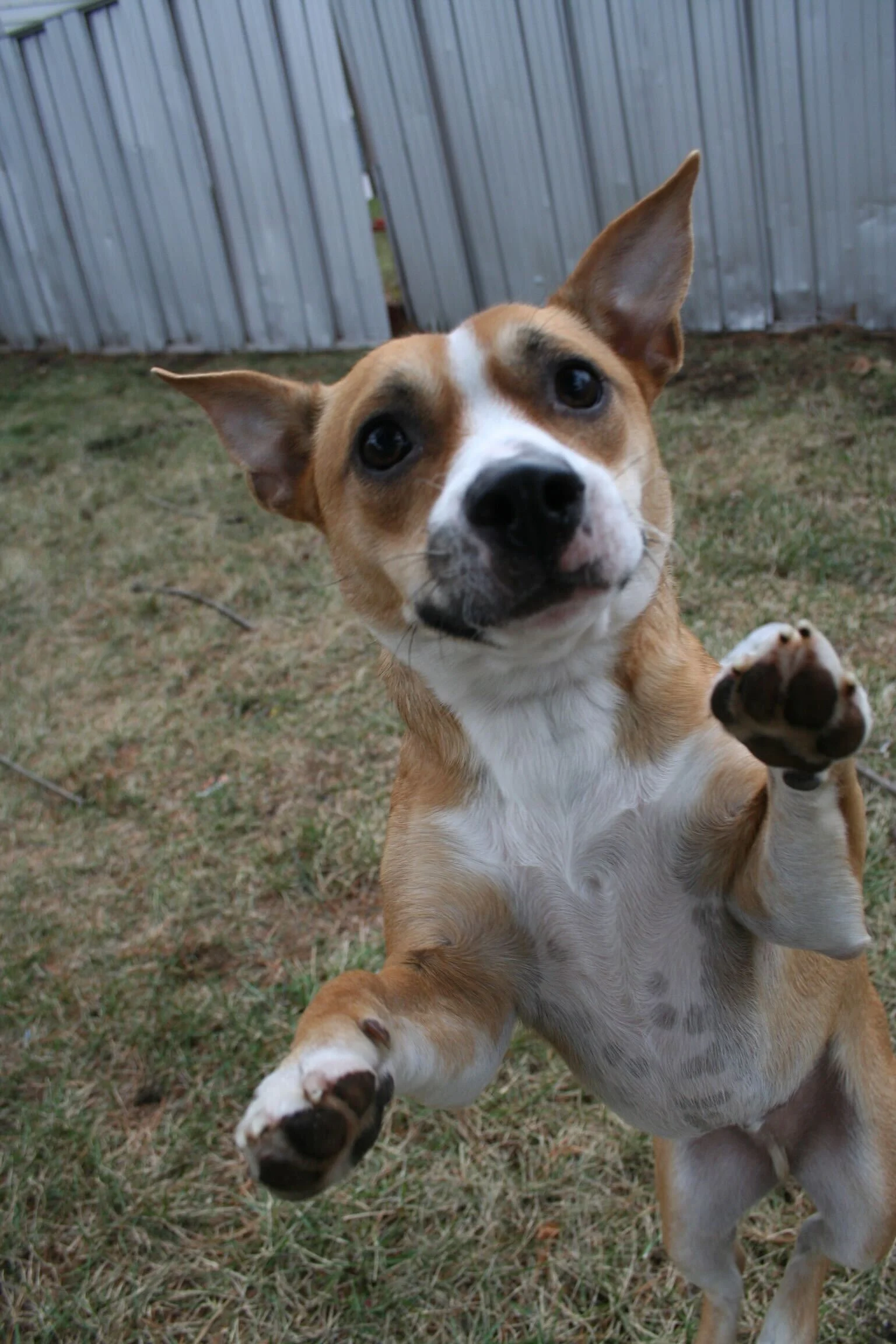 Wally the Trustpup