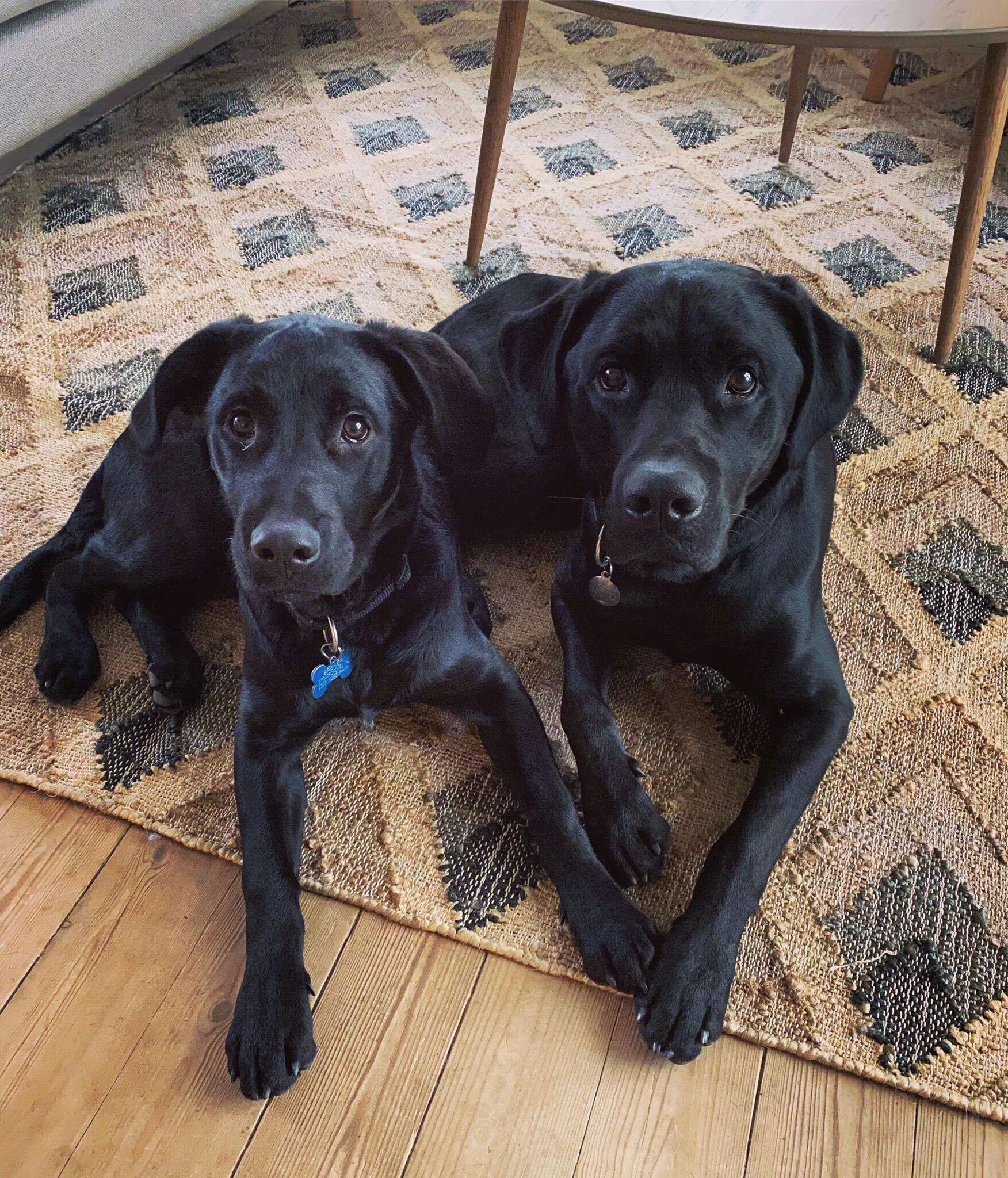 Rex and Xabi the Trustpups