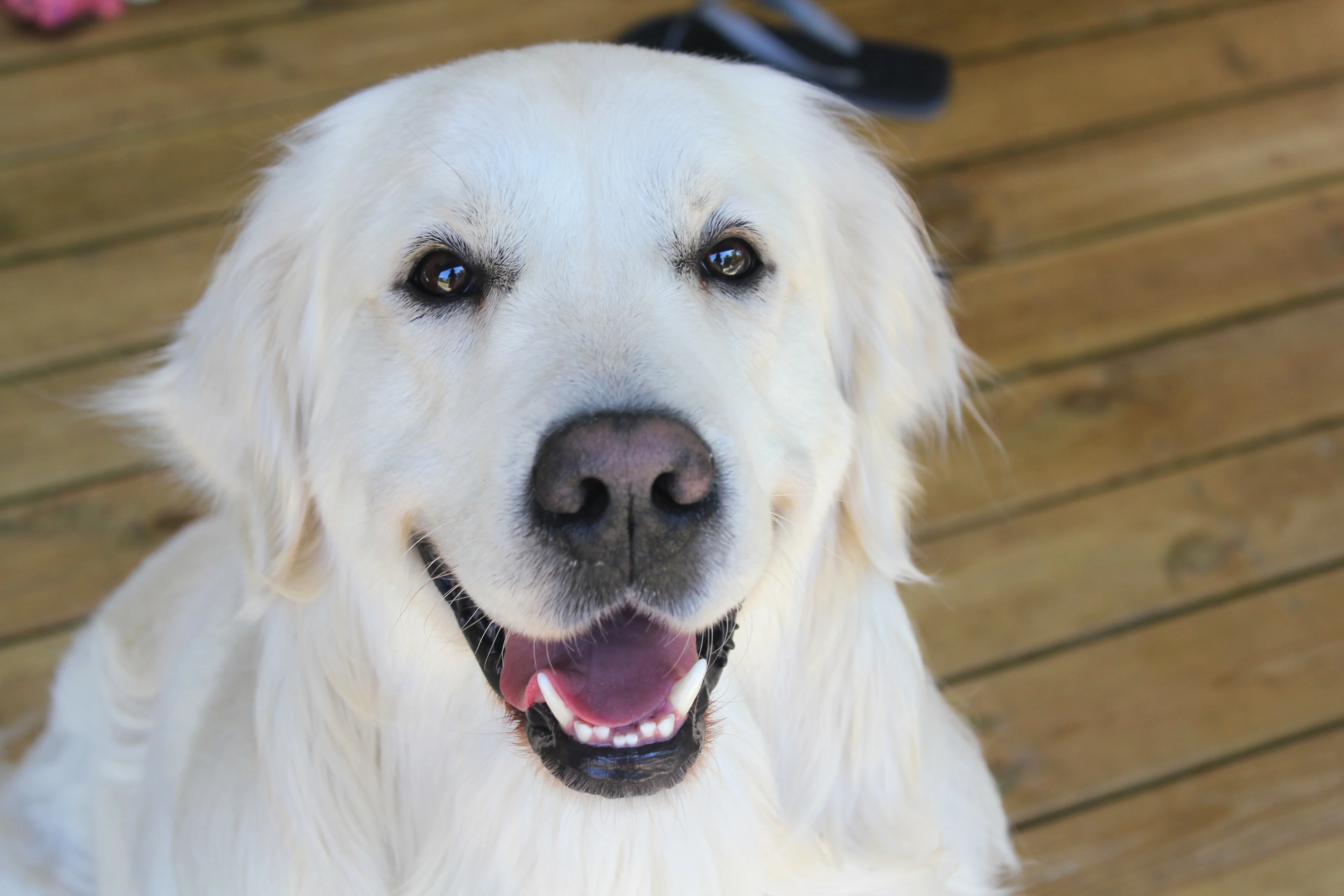 Darwin the Trustpup