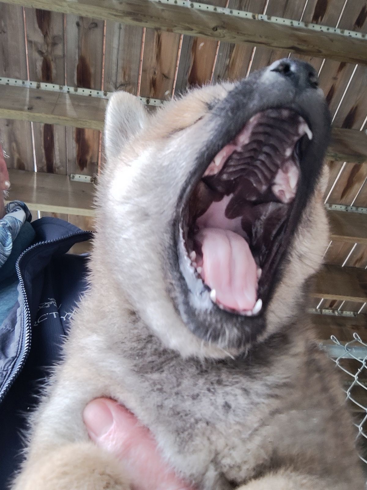 Puppy yawn