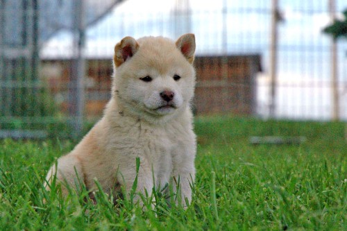 cream pup on lawn