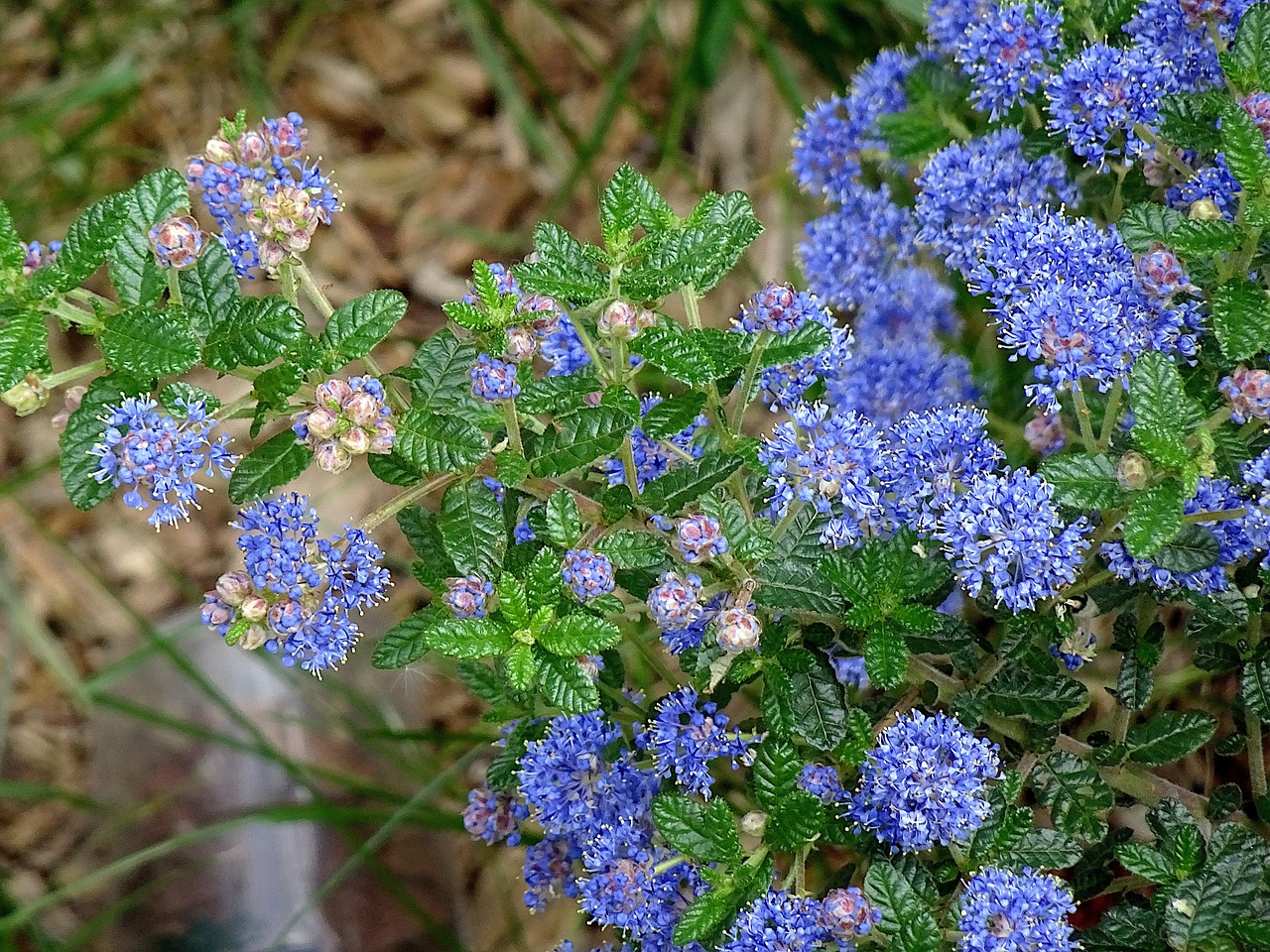California Lilac