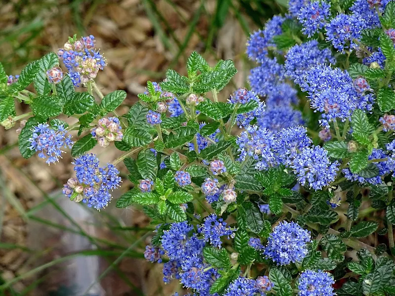 California Lilac