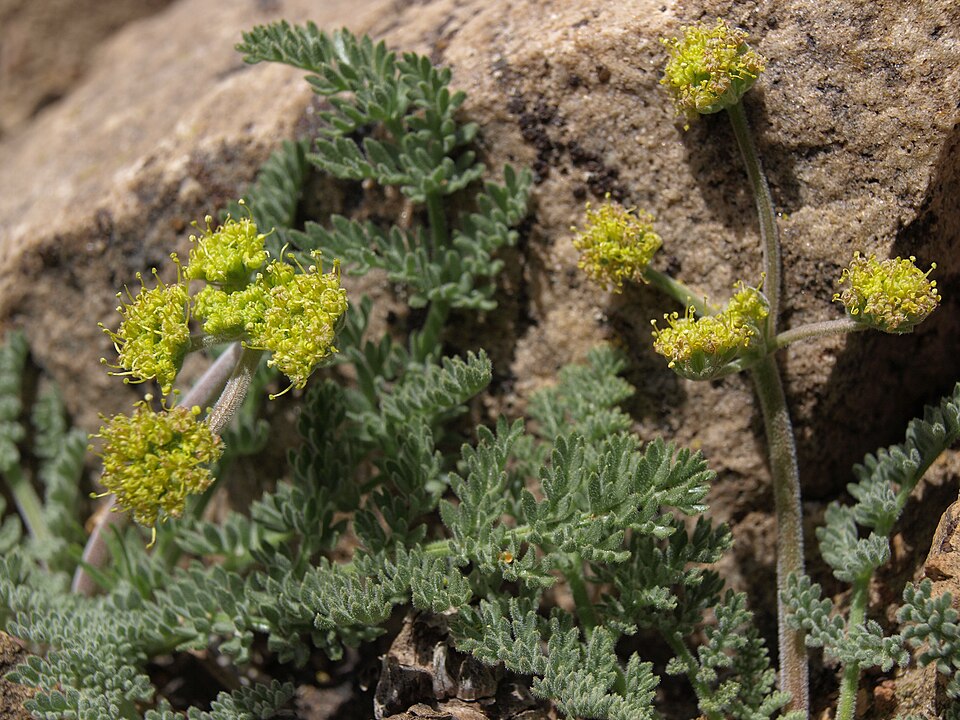 Bare-Stem Desert Parsley