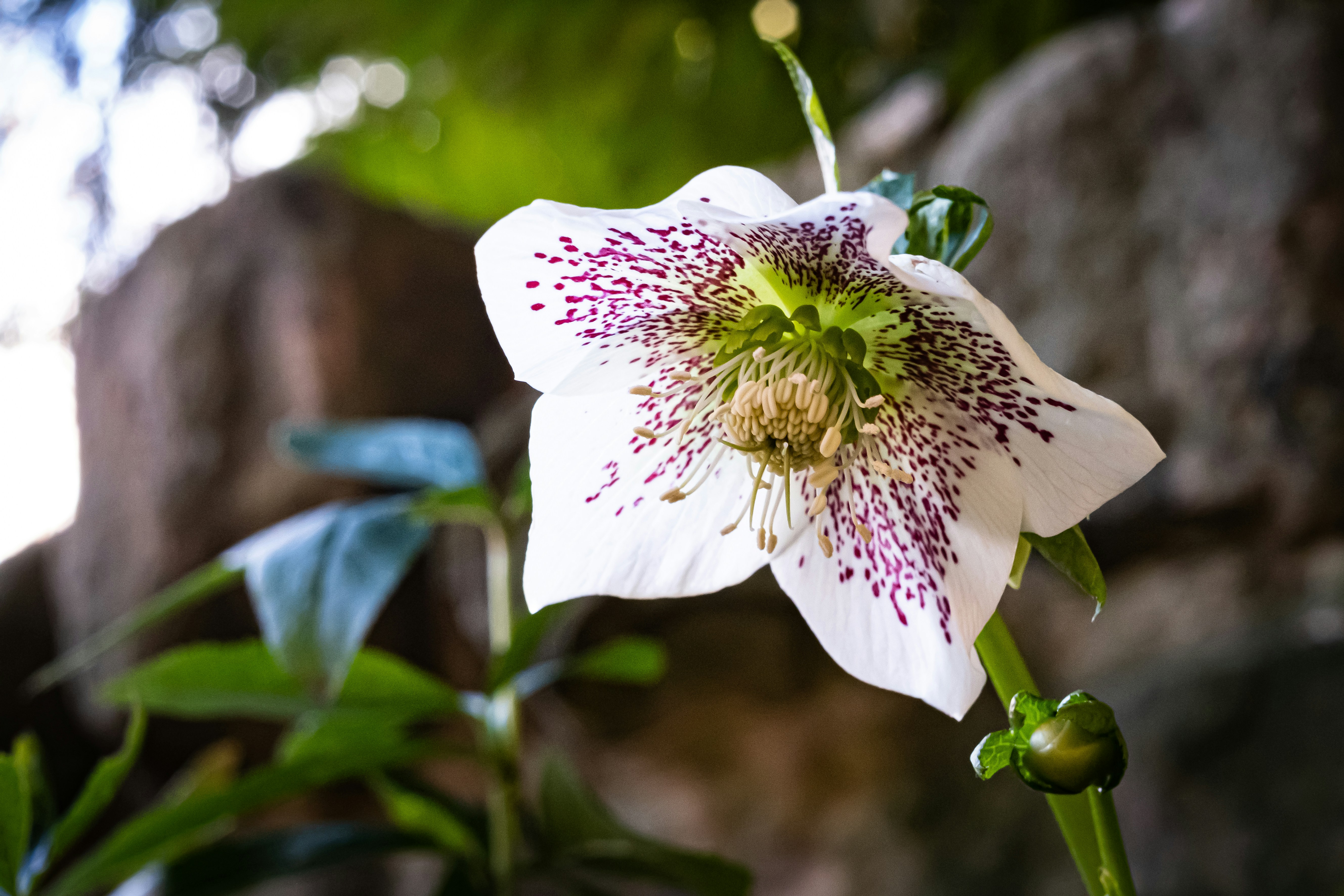 Hellebore