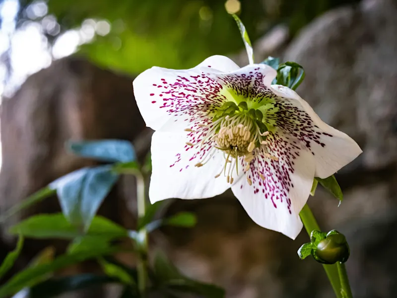 Hellebore