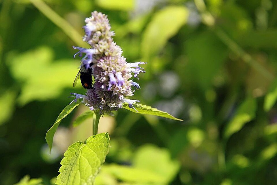 Anise Hyssop