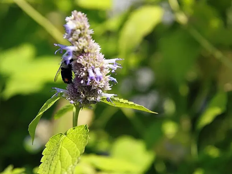 Anise Hyssop