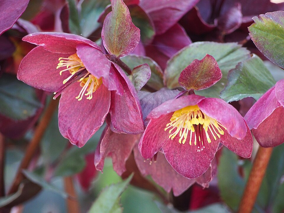 Hellebore